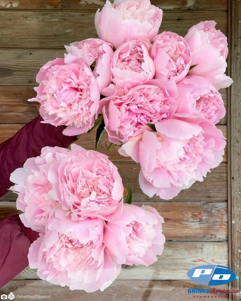 Peony 'Alertie' (3-5 eye)