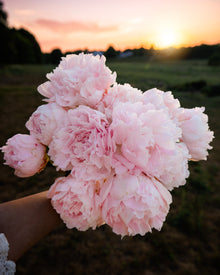 Peony 'Alertie' (3-5 eye)