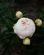 Peony 'Brother Chuck' (3–5 eye)