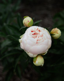 Peony 'Brother Chuck' (3–5 eye)