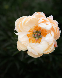 Peony 'Coral Charm' (3-5 eye)