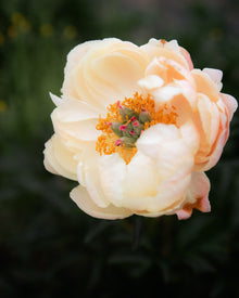Peony 'Coral Charm' (3-5 eye)