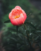 Peony 'Coral Charm' (3-5 eye)