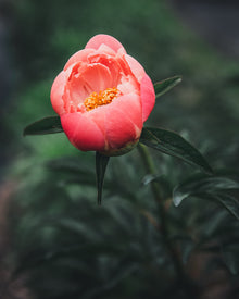 Peony 'Coral Charm' (3-5 eye)