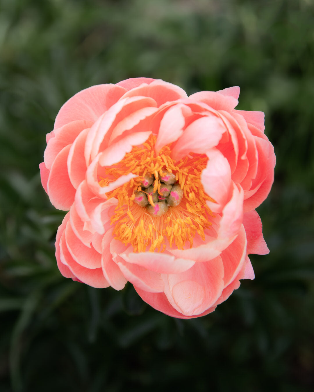 Peony 'Coral Charm' (3-5 eye)
