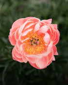 Peony 'Coral Charm' (3-5 eye)