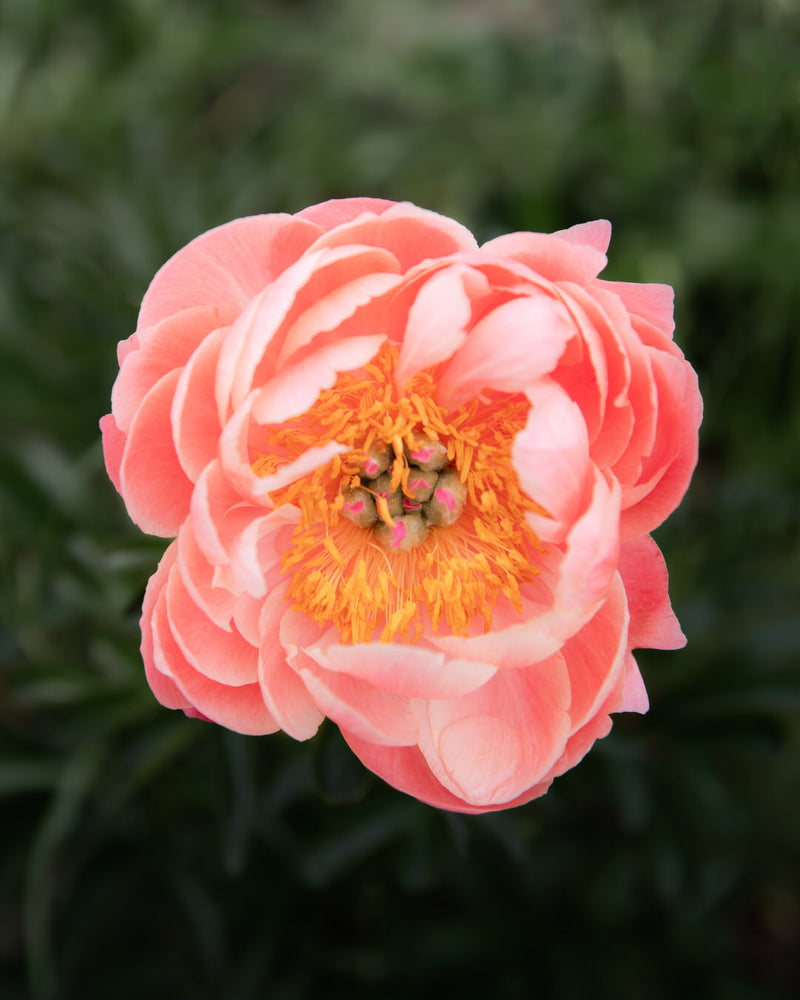 Peony 'Coral Charm' (3-5 eye)