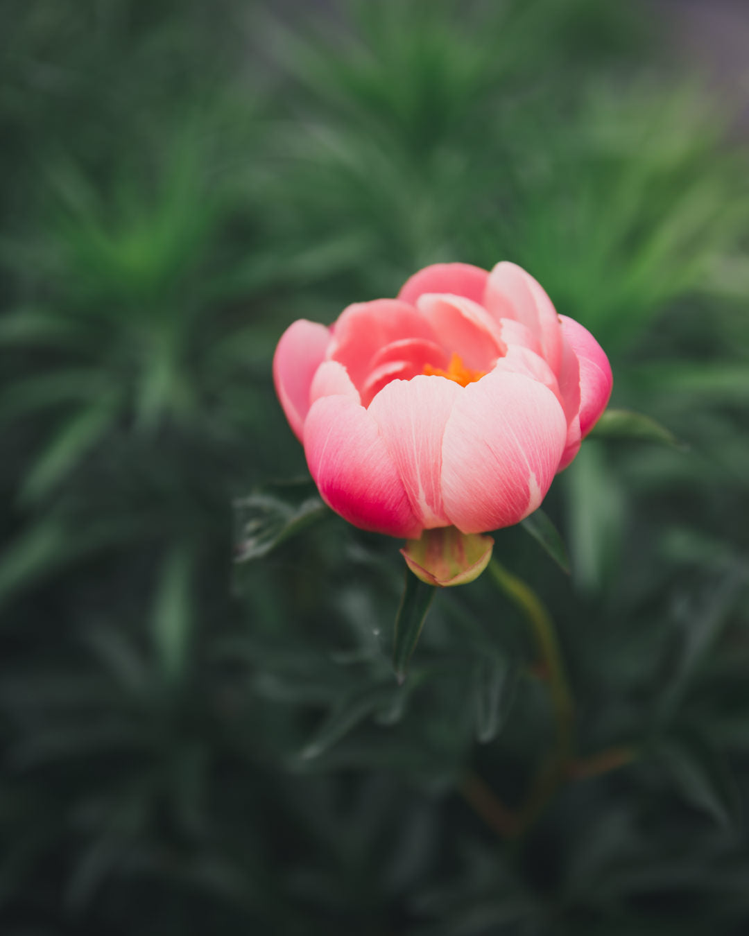 Peony 'Coral Charm' (3-5 eye)