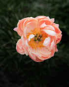 Peony 'Coral Charm' (3-5 eye)