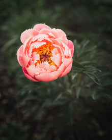 Peony 'Coral Charm' (3-5 eye)