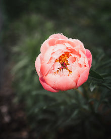 Peony 'Coral Charm' (3-5 eye)