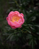 Peony 'Coral Sunset' (3-5 eye)