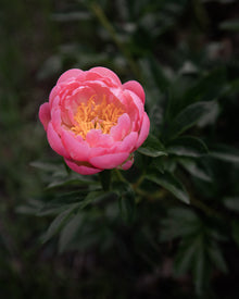 Peony 'Coral Sunset' (3-5 eye)