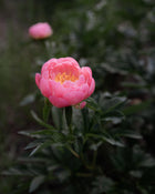 Peony 'Coral Sunset' (3-5 eye)