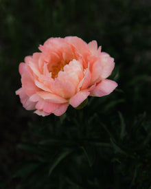 Peony 'Coral Sunset' (3-5 eye)