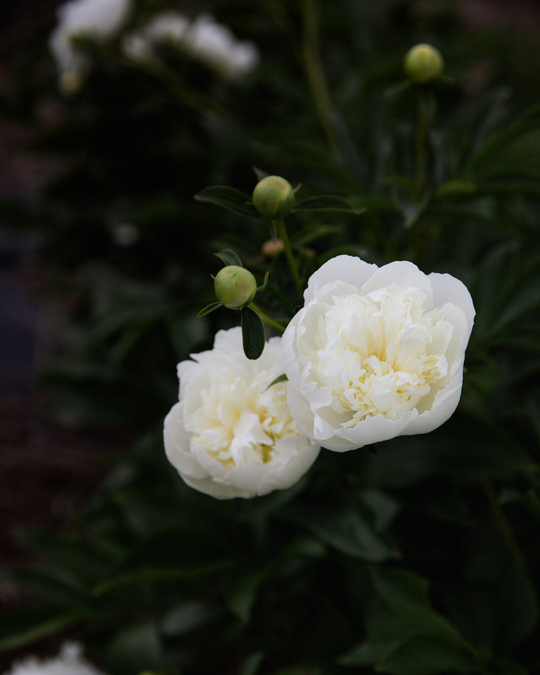 Peony 'Duchesse de Nemours' (Premium 5–8 eye)