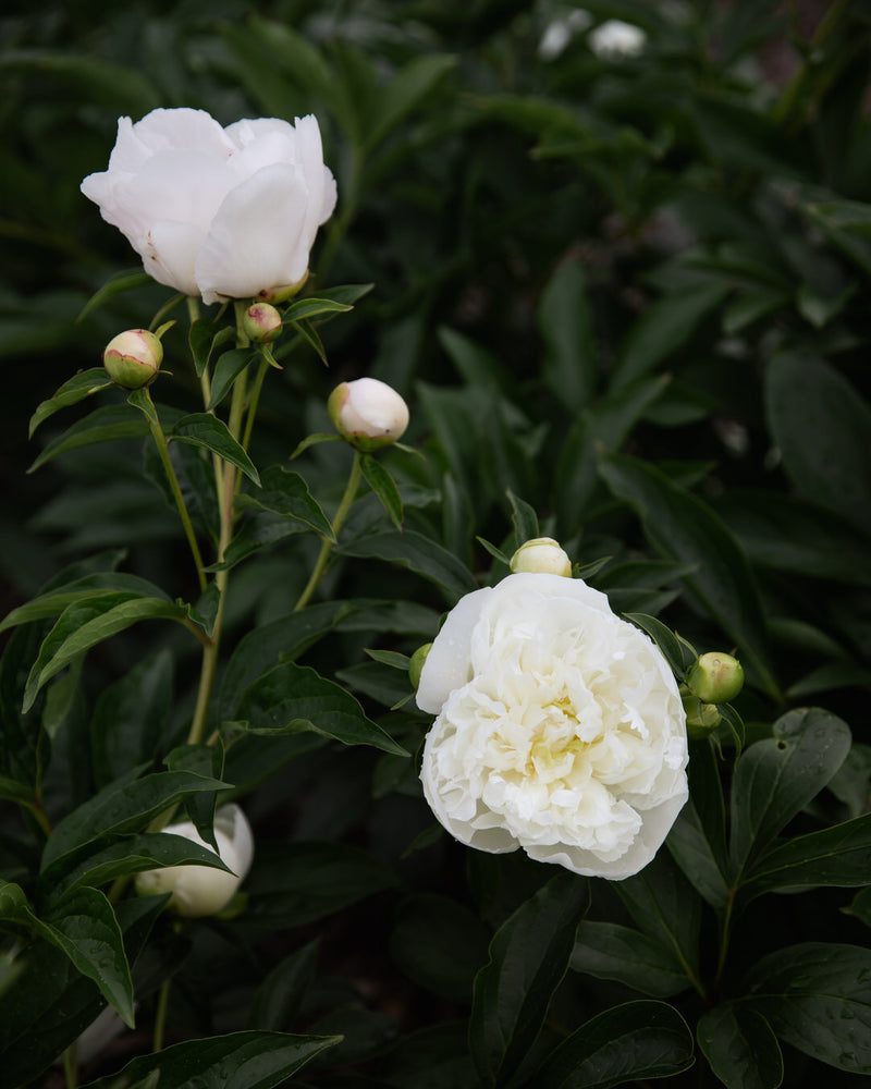 Peony 'Duchesse de Nemours' (Premium 5–8 eye)