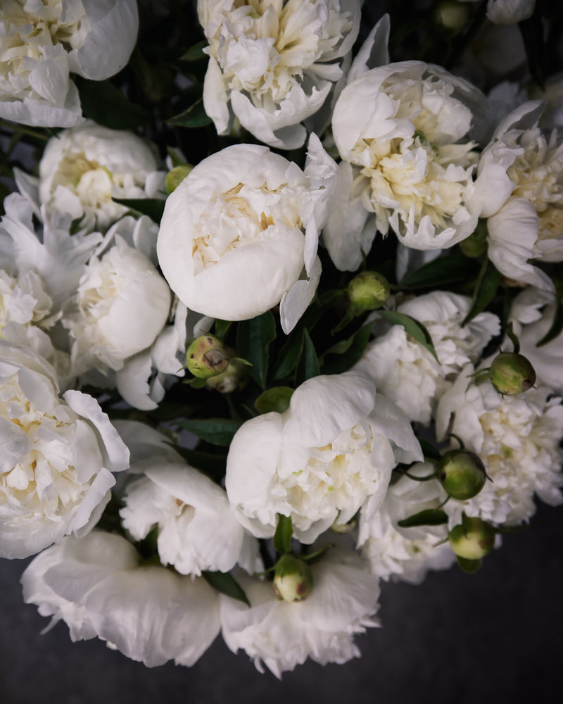 Peony 'Duchesse de Nemours' (Premium 5–8 eye)