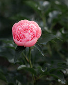 Peony 'Etched Salmon' (3-5 eye)