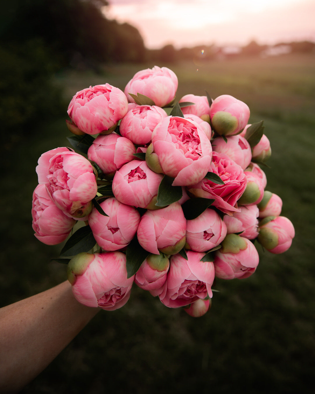 Peony 'Etched Salmon' (3-5 eye)