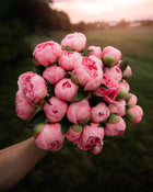 Peony 'Etched Salmon' (3-5 eye)