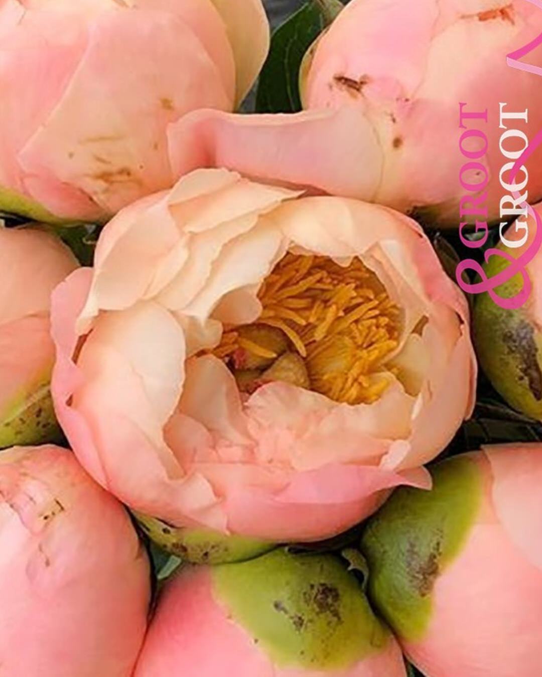 Peony 'King's Day' (3-5 eye)