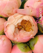 Peony 'King's Day' (3-5 eye)