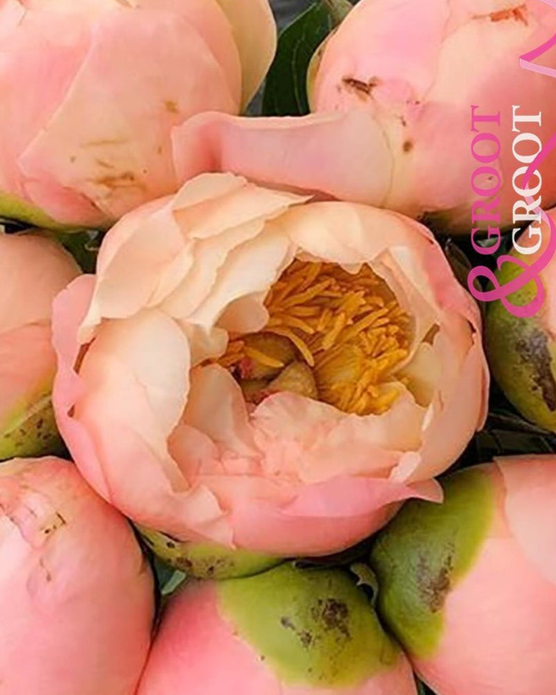 Peony 'King's Day' (3-5 eye)