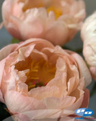 Peony 'King's Day' (3-5 eye)