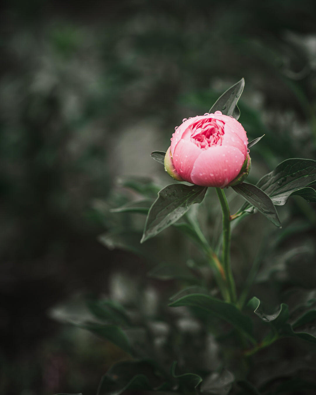 Peony 'Etched Salmon' (3-5 eye)