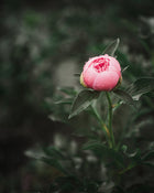Peony 'Etched Salmon' (3-5 eye)