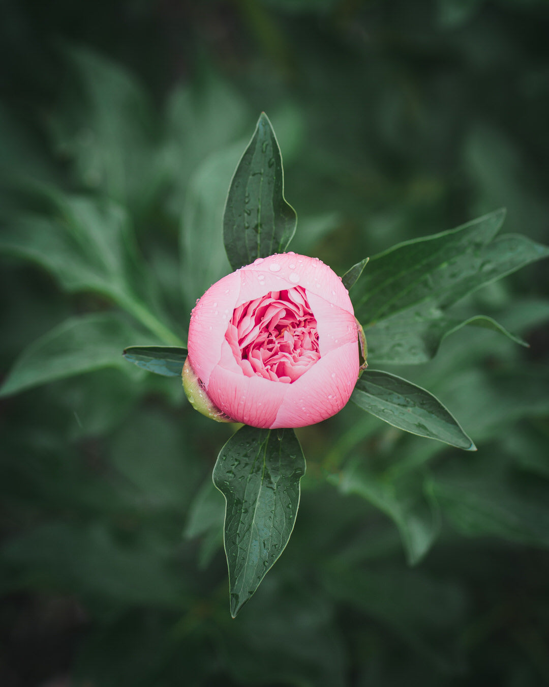 Peony 'Etched Salmon' (3-5 eye)