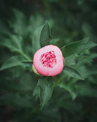 Peony 'Etched Salmon' (3-5 eye)
