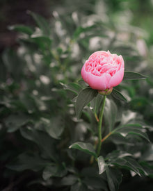 Peony 'Etched Salmon' (3-5 eye)