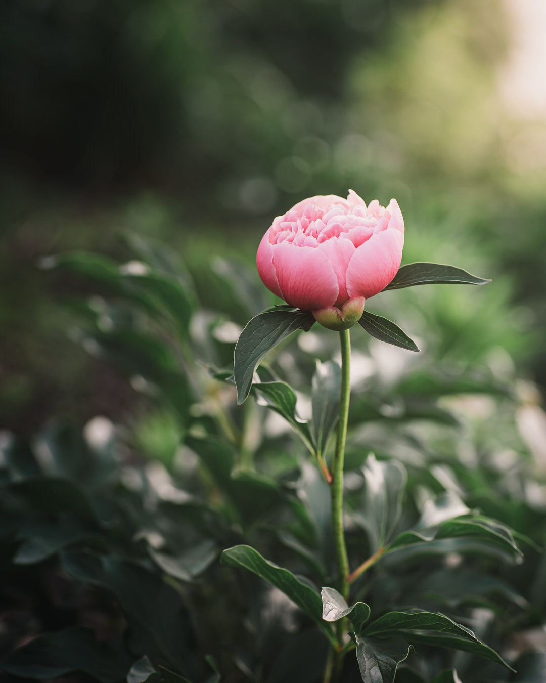 Peony 'Etched Salmon' (3-5 eye)