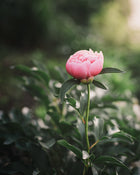 Peony 'Etched Salmon' (3-5 eye)