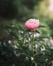 Peony 'Etched Salmon' (3-5 eye)