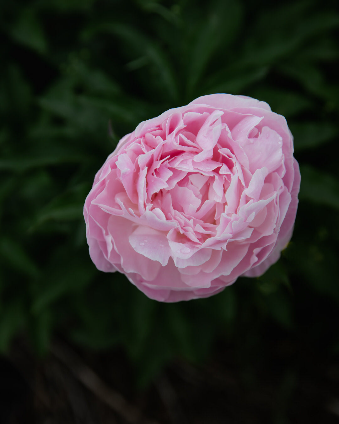 Peony 'Nancy Nora' (3–5 eye)