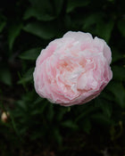 Peony 'Nancy Nora' (3–5 eye)