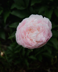 Peony 'Nancy Nora' (3–5 eye)