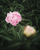 Peony 'Sarah Bernhardt' (Premium 5–8 eye) PBF Favorite
