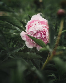 Peony 'Sarah Bernhardt' (Premium 5–8 eye) PBF Favorite