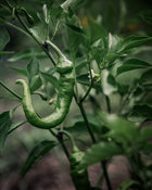 Pepper, Sweet 'Jimmy Nardello'