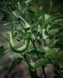 Pepper, Sweet 'Jimmy Nardello'