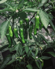 Pepper, Sweet 'Shishito'
