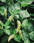 Pepper, Hot 'Aji Cristal'