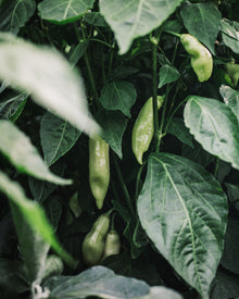 Pepper, Hot 'Aji Cristal'