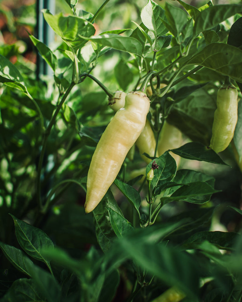 Pepper, Hot 'Aji Cristal'