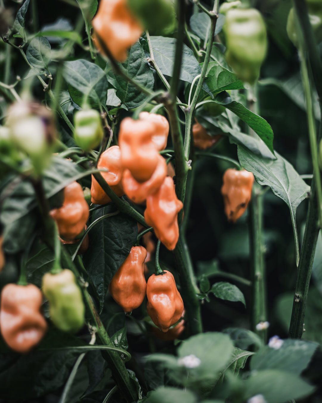 Pepper, Sweet 'Habanada'