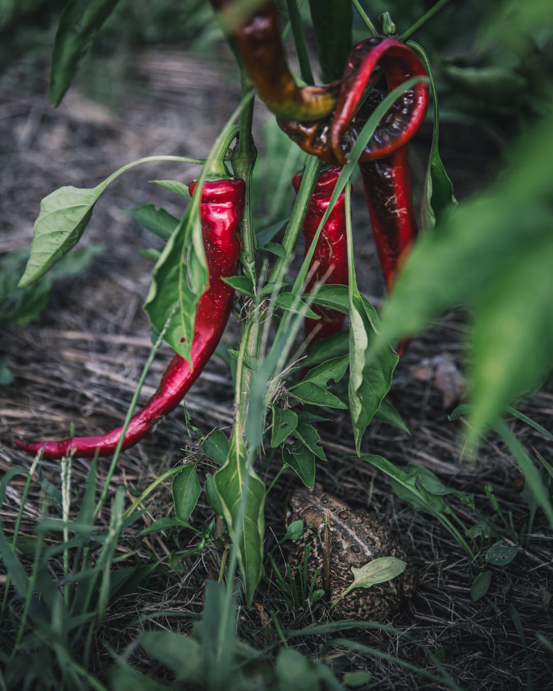 Pepper, Sweet 'Jimmy Nardello'